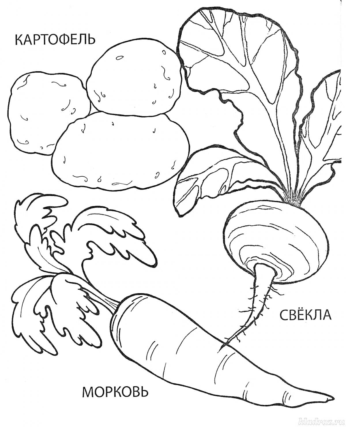 На раскраске изображено: Картофель, Свекла, Морковь, Для малышей, Овощи, 2-3 года