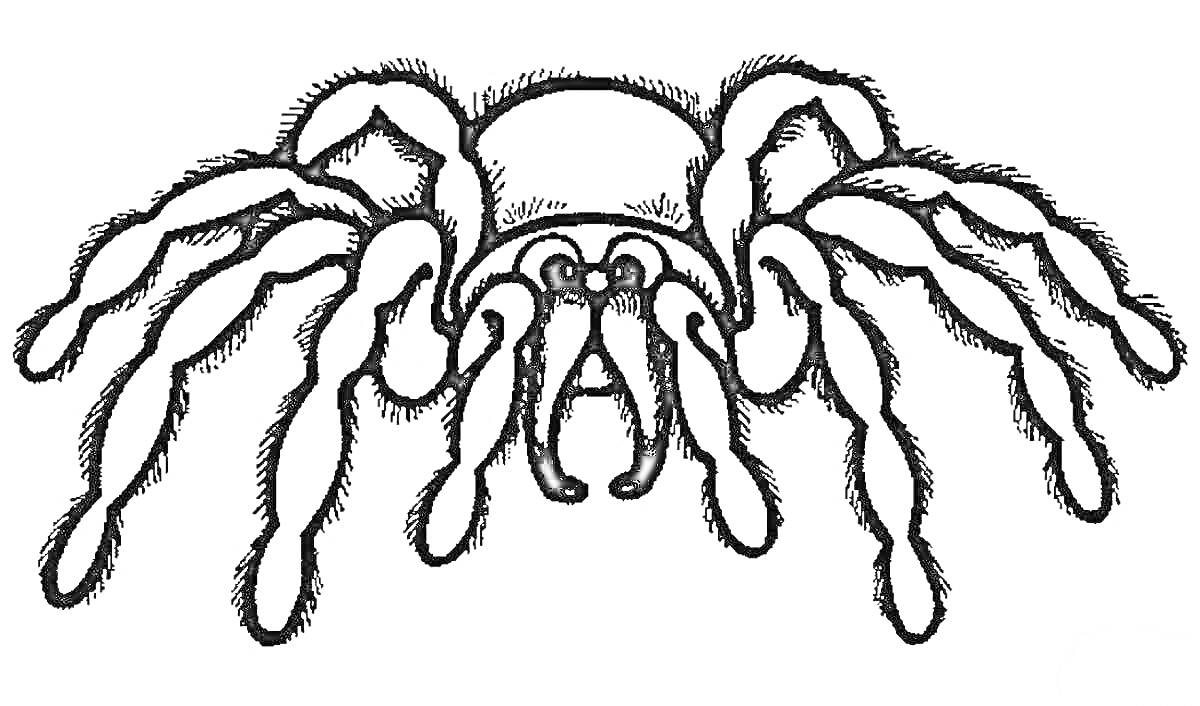 Раскраска Раскраска с пауком с длинными пушистыми лапками для детей
