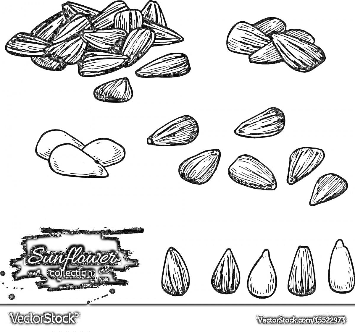 Раскраска Сборник семечек подсолнуха: целые семена, очищенные семена и их вариации