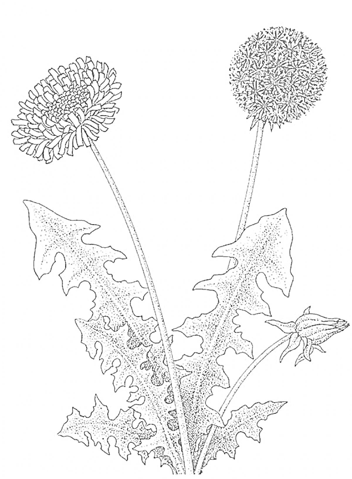 Раскраска Одуванчик с цветком и семенной головкой на стеблях и листьями