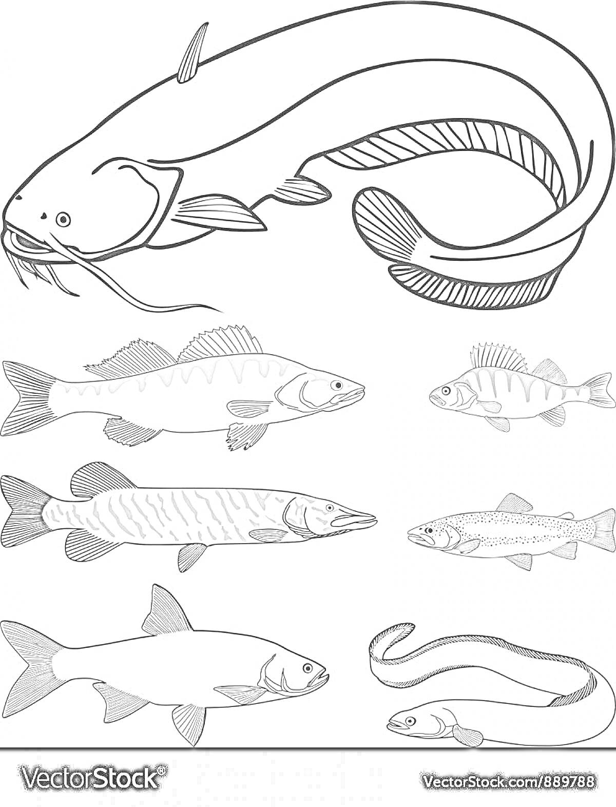 На раскраске изображено: Рыба, Угорь, Окунь, Щука, Животные, Подводный мир, Природа