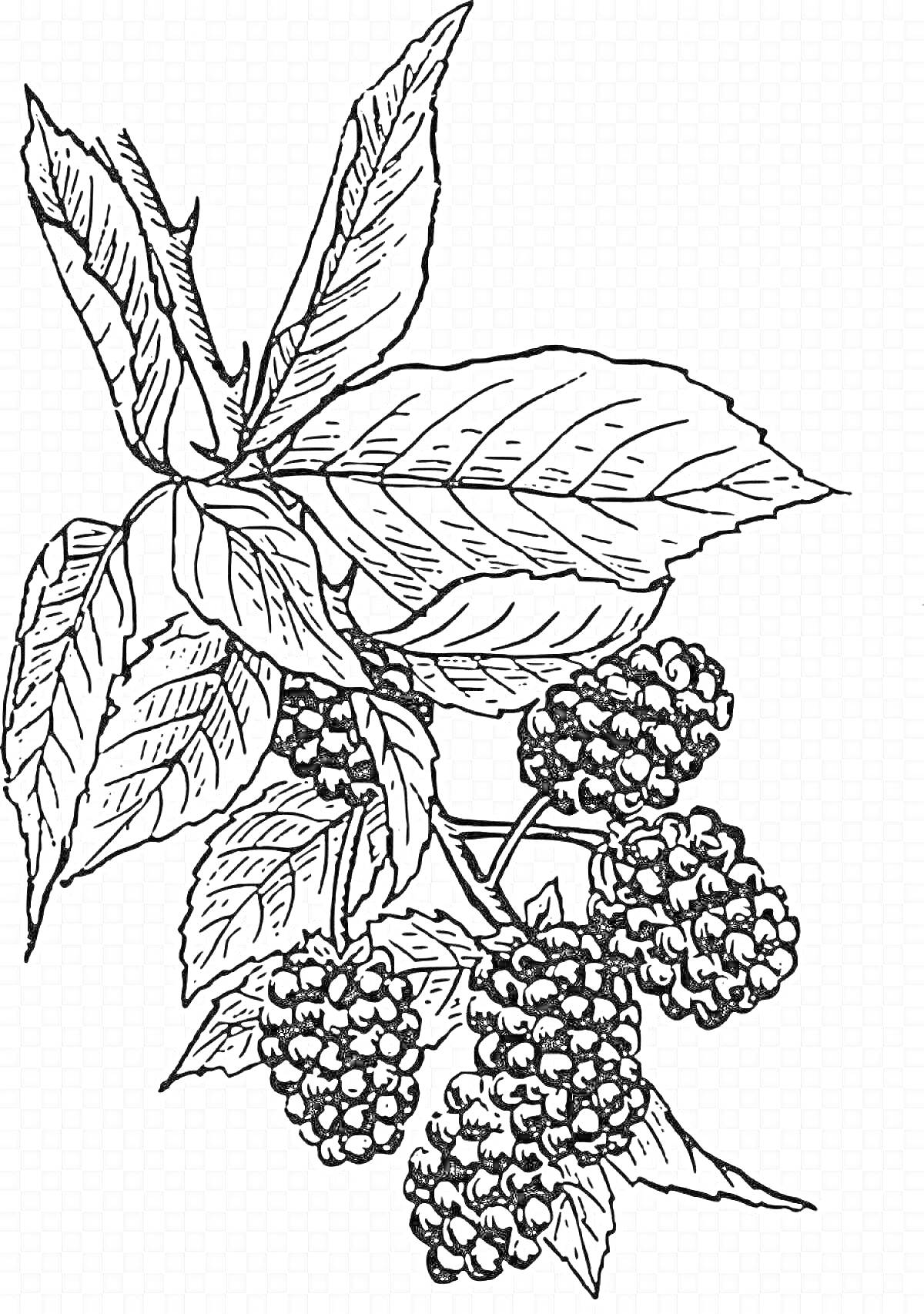 Раскраска Ветвь ежевики с листьями и ягодами