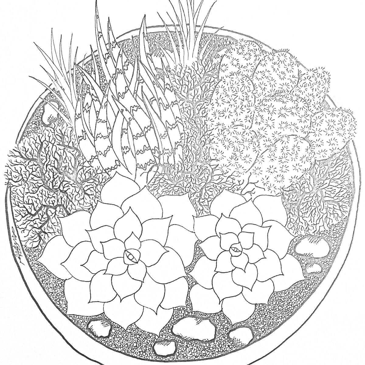 На раскраске изображено: Суккуленты, Кактусы, Алоэ, Растения, Вазон, Камни, Грунт, Ботаника, Природа