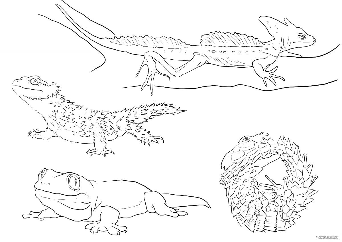 Раскраска Разные ящерицы на ветке и на земле