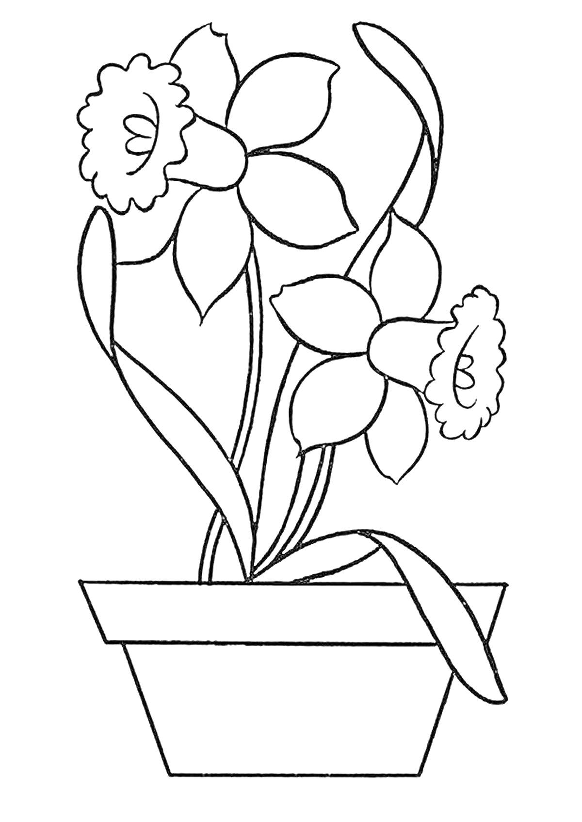 На раскраске изображено: Цветы, Листья, Растения, Горшки, Нарциссы