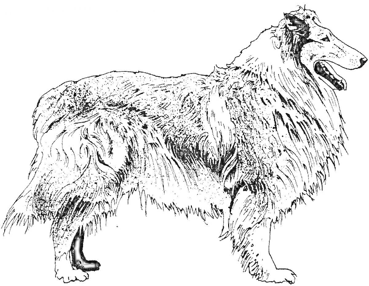 На раскраске изображено: Колли, Собака, Длинная шерсть, Профиль, Открытый рот