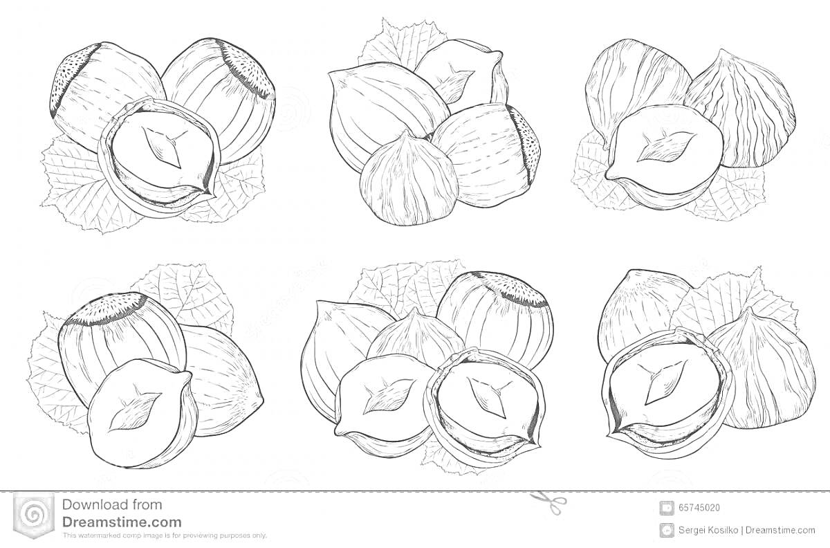 На раскраске изображено: Лесные орехи, Листья, Ореховая скорлупа, Природа, Еда
