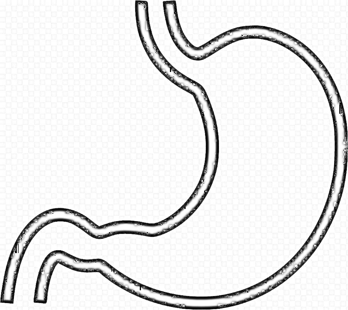 Раскраска Контур желудка человека на прозрачном фоне