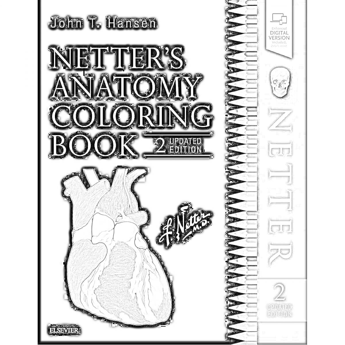 Раскраска Netter's Anatomy Coloring Book, 2 Updated Edition, by John T. Hansen, Elsevier, изображение сердца, черный фон