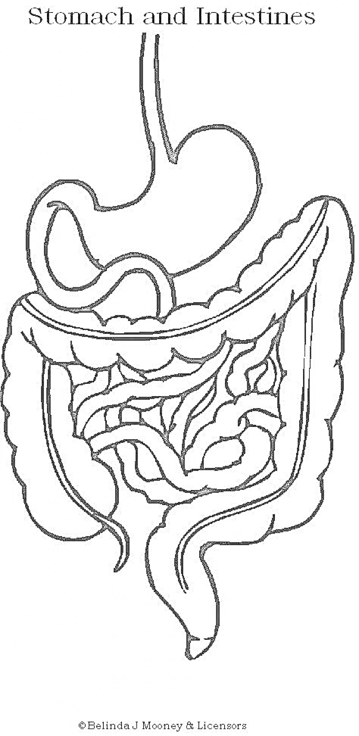 Раскраска Желудок и кишечник со всеми элементами пищеварительной системы.