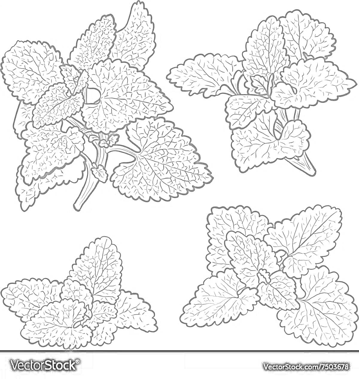 Раскраска Веточки мяты с листьями в разных ракурсах