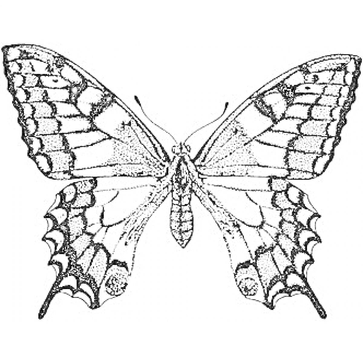 Картинка раскраска с изображением махаона бабочки с детализированными крыльями и телом