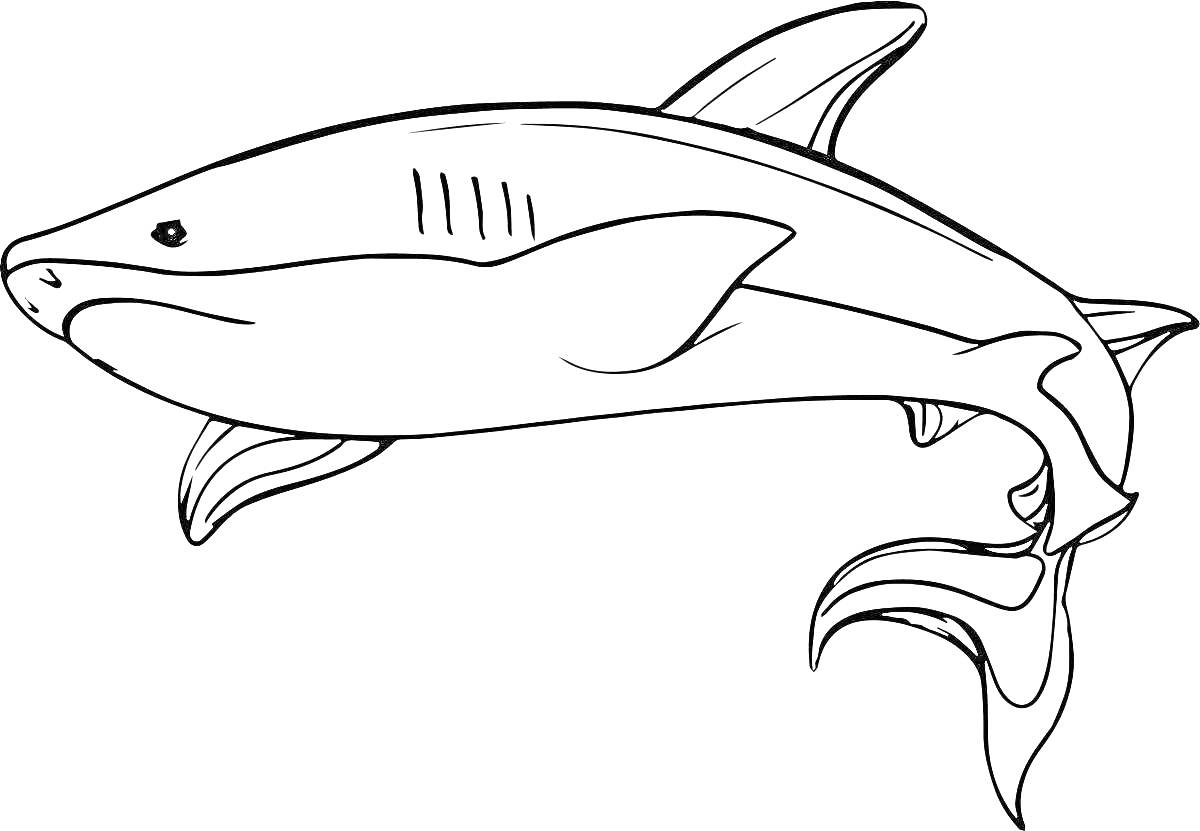 Раскраска Акула с плавниками и хвостом