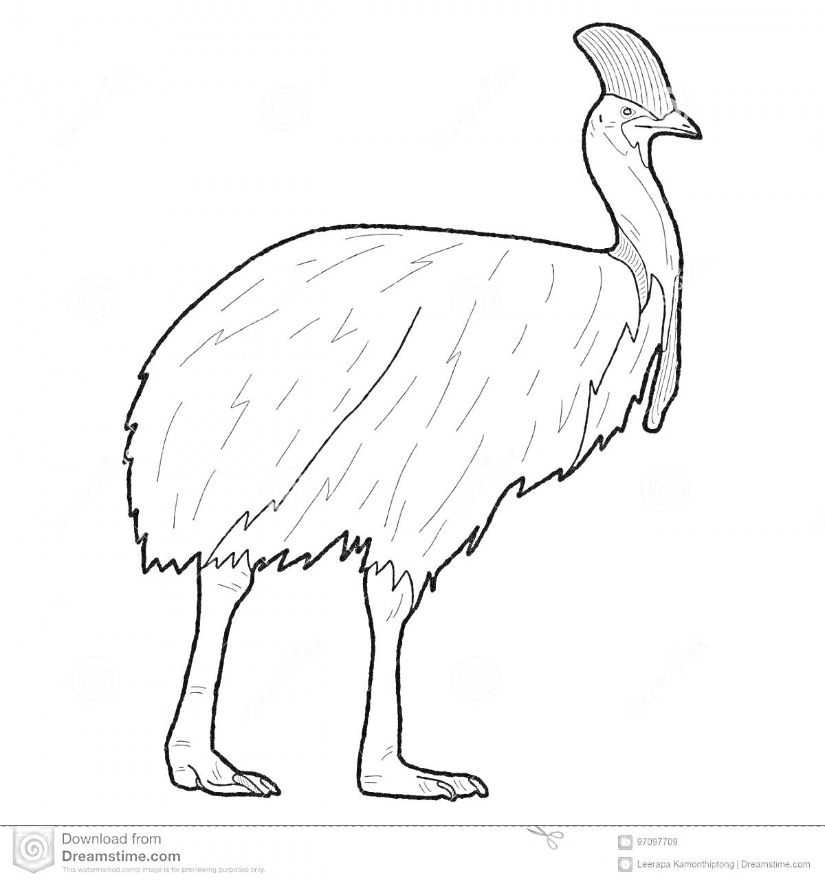 Раскраска Контурное изображение казуара, вид сбоку, животное стоит на ногах