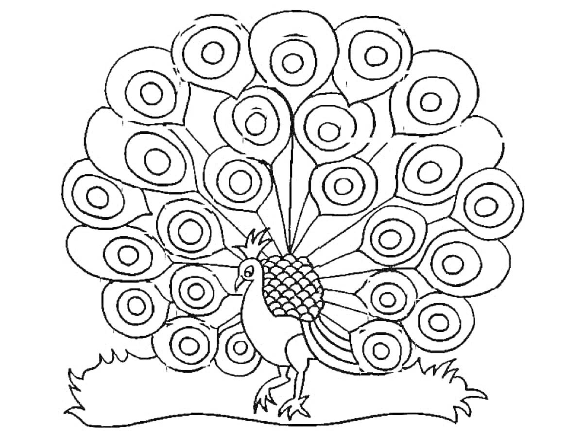 Раскраска Раскраска для детей - павлин с распущенным хвостом на траве