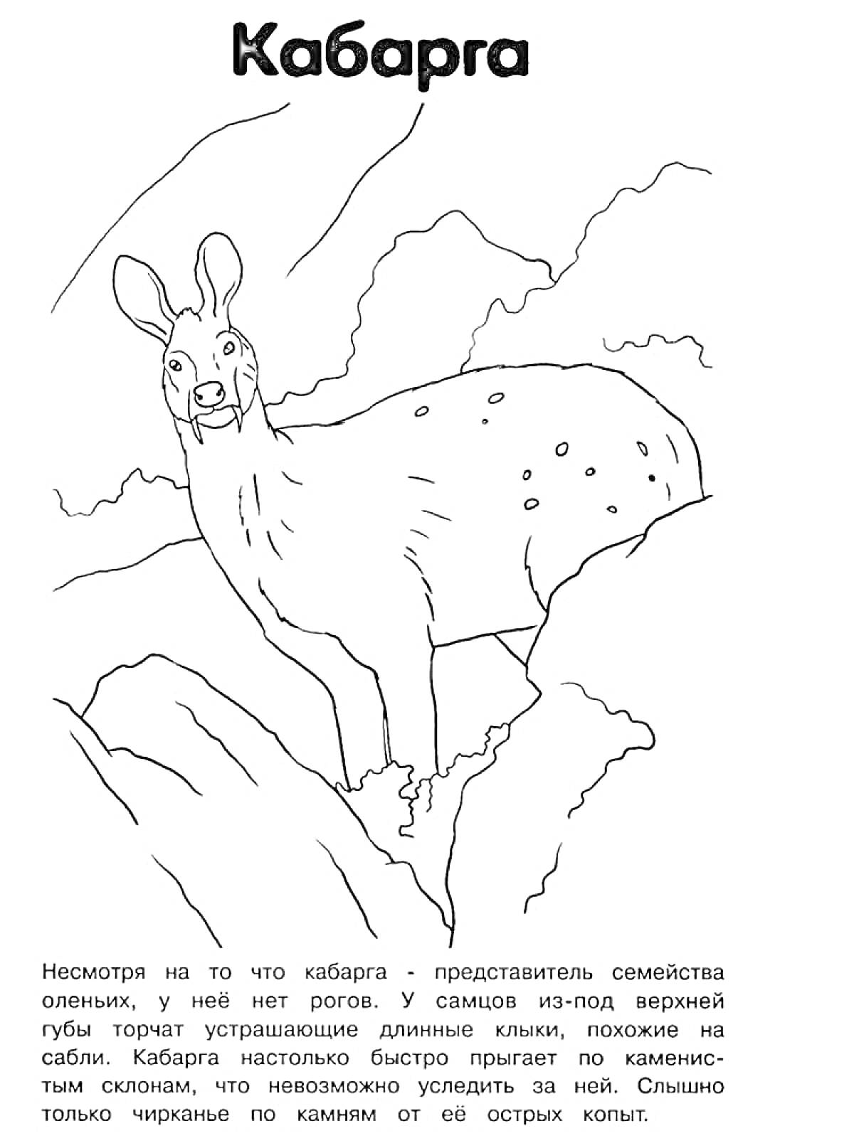 Раскраска Кабарга на горной местности, кусты, горы, текстовое описание