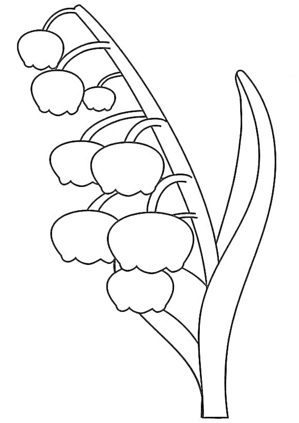 Раскраска Ландыш с цветами и листьями