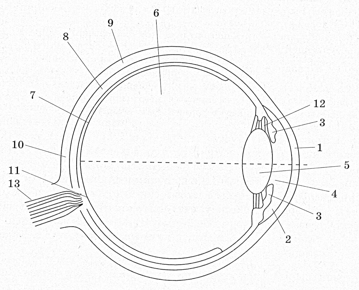 Раскраска Строение глаза 1. Роговица 2. Передняя камера глаза 3. Зрачок 4. Хрусталик 5. Радужная оболочка 6. Склера 7. Ресничное тело 8. Хориоидея 9. Сетчатка 10. Зрительный нерв 11. Слепое пятно 12. Задняя камера глаза 13. Ресничные мышцы