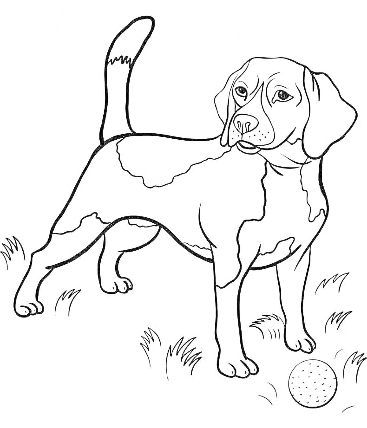 На раскраске изображено: Собака, Трава, Игра, Природа