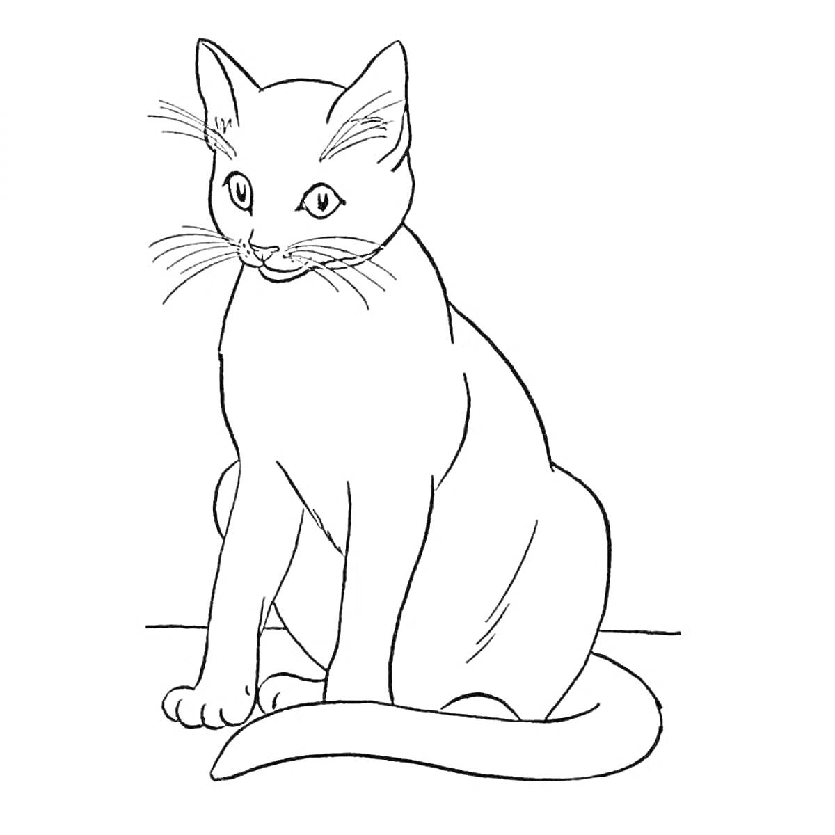 Раскраска изображение кошки, сидящей на полу