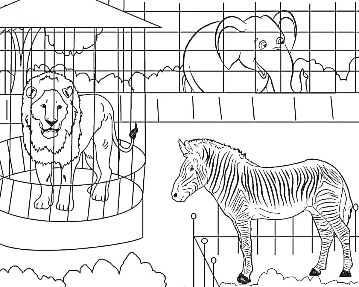 Раскраска Лев в клетке, слон за ограждением, зебра в вольере