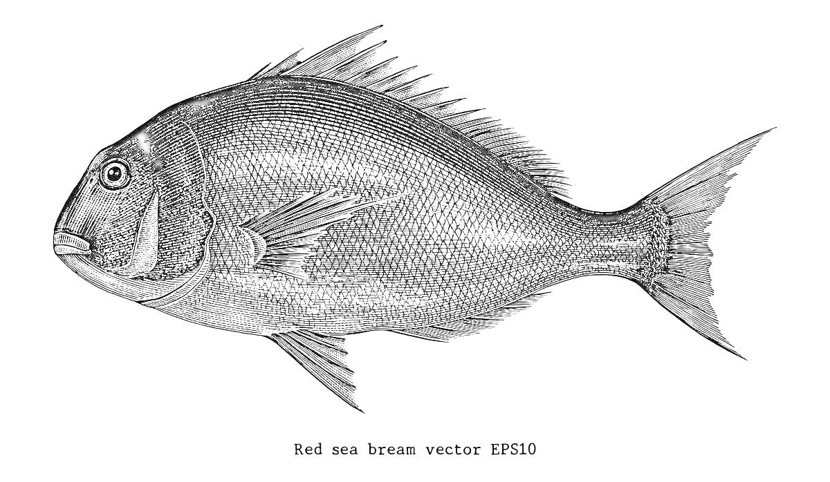 Раскраска Раскраска рыбы лещ, морской лещ векторный рисунок