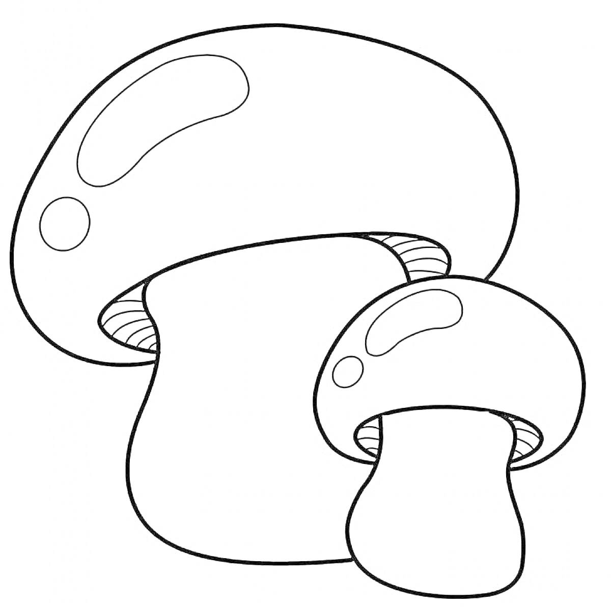 Раскраска Два белых гриба