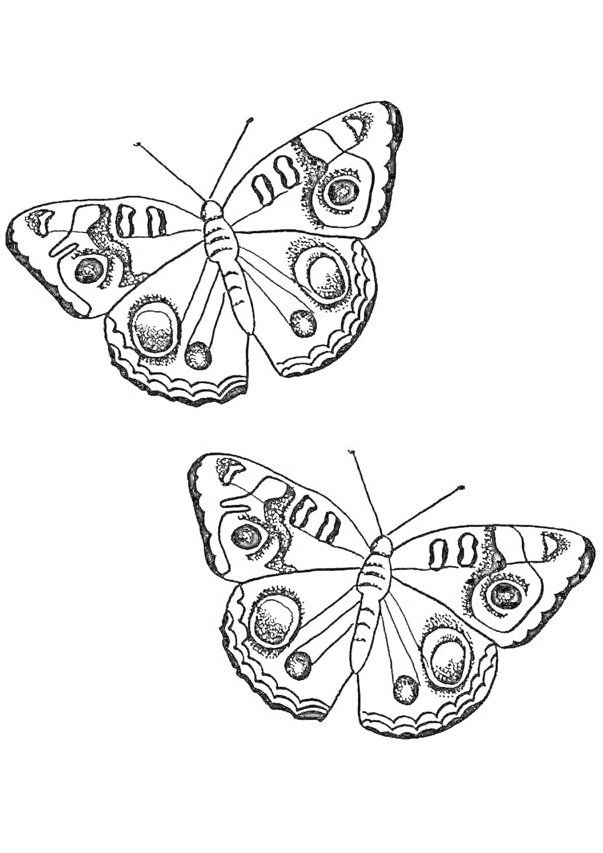 Раскраска Два бабочки павлиний глаз