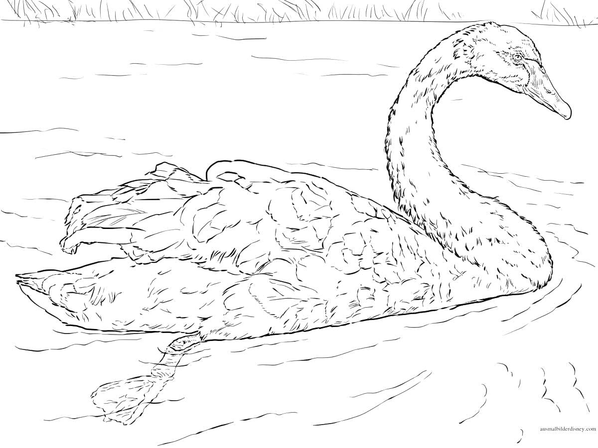 Раскраска Лебедь, плавающий по озеру, с камышами на фоне