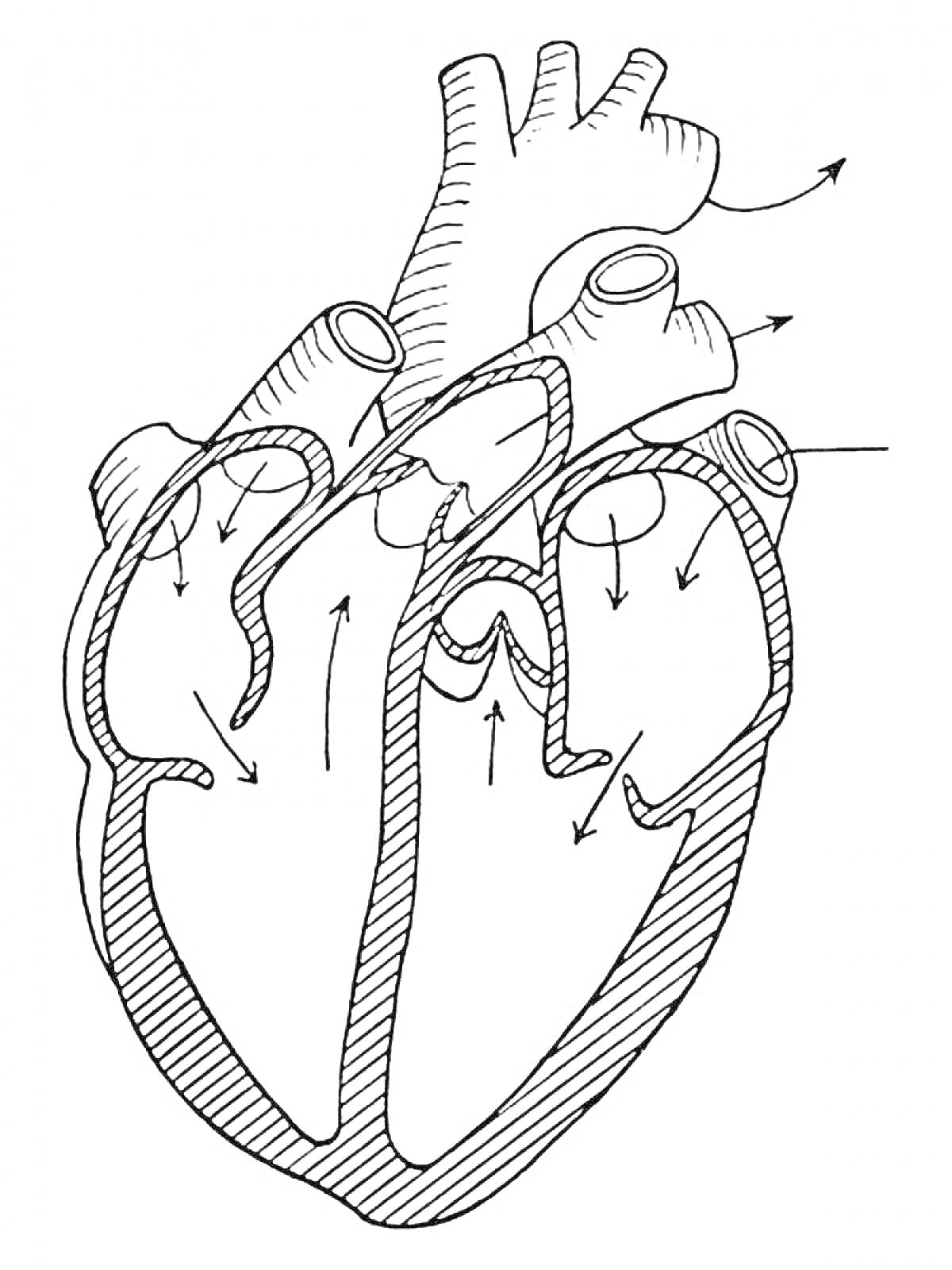 Анатомия сердца человека с указанием направления кровотока через предсердия, желудочки и основные кровеносные сосуды