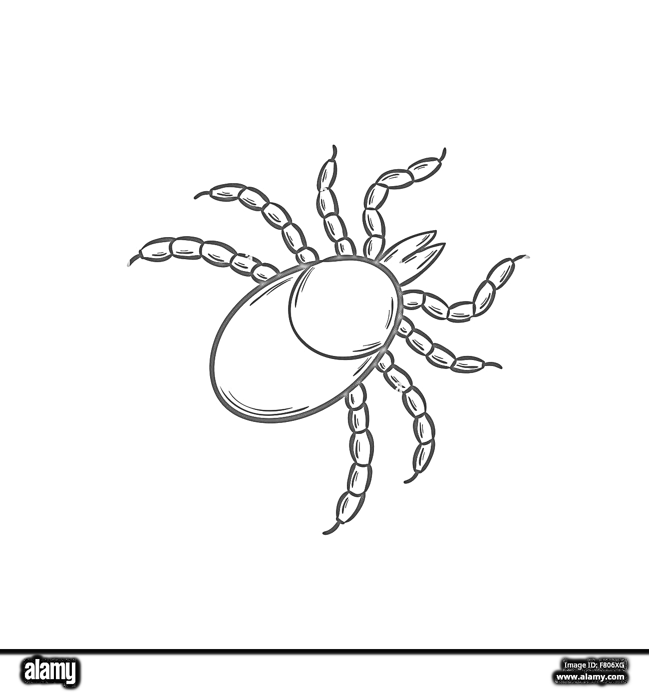 Раскраска Раскраска клеща с детализированным изображением тела и ног