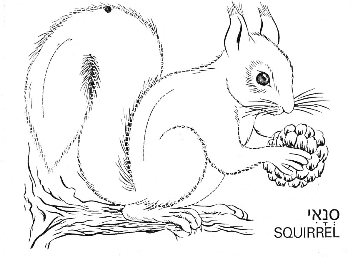 Раскраска Белка с шишкой на ветке