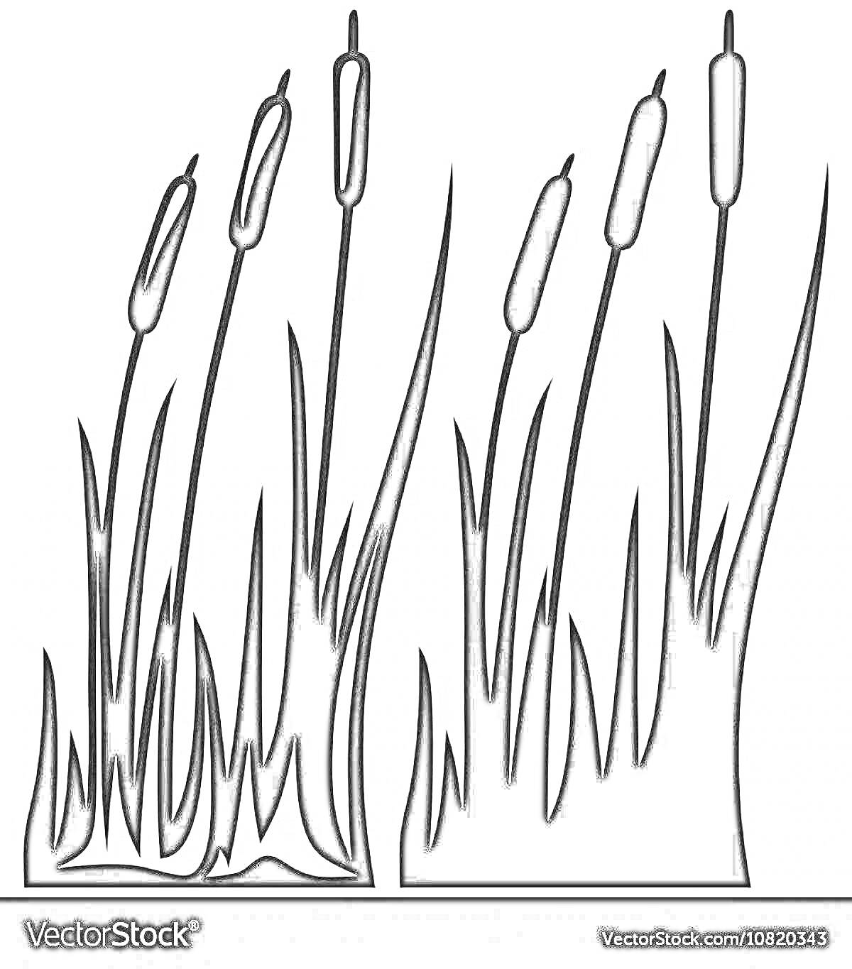 Раскраска Камыши с длинными стеблями и верхушками в виде сигар, наклоненные влево