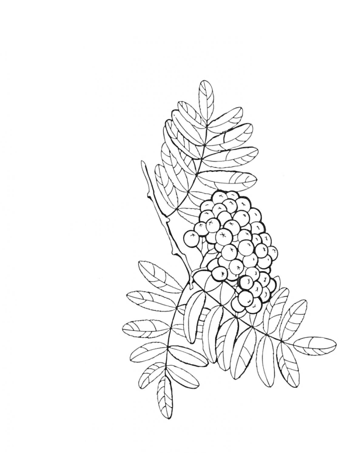 Раскраска Ветка рябины с ягодами на черно-белом контуре, включающая листья и гроздь ягод