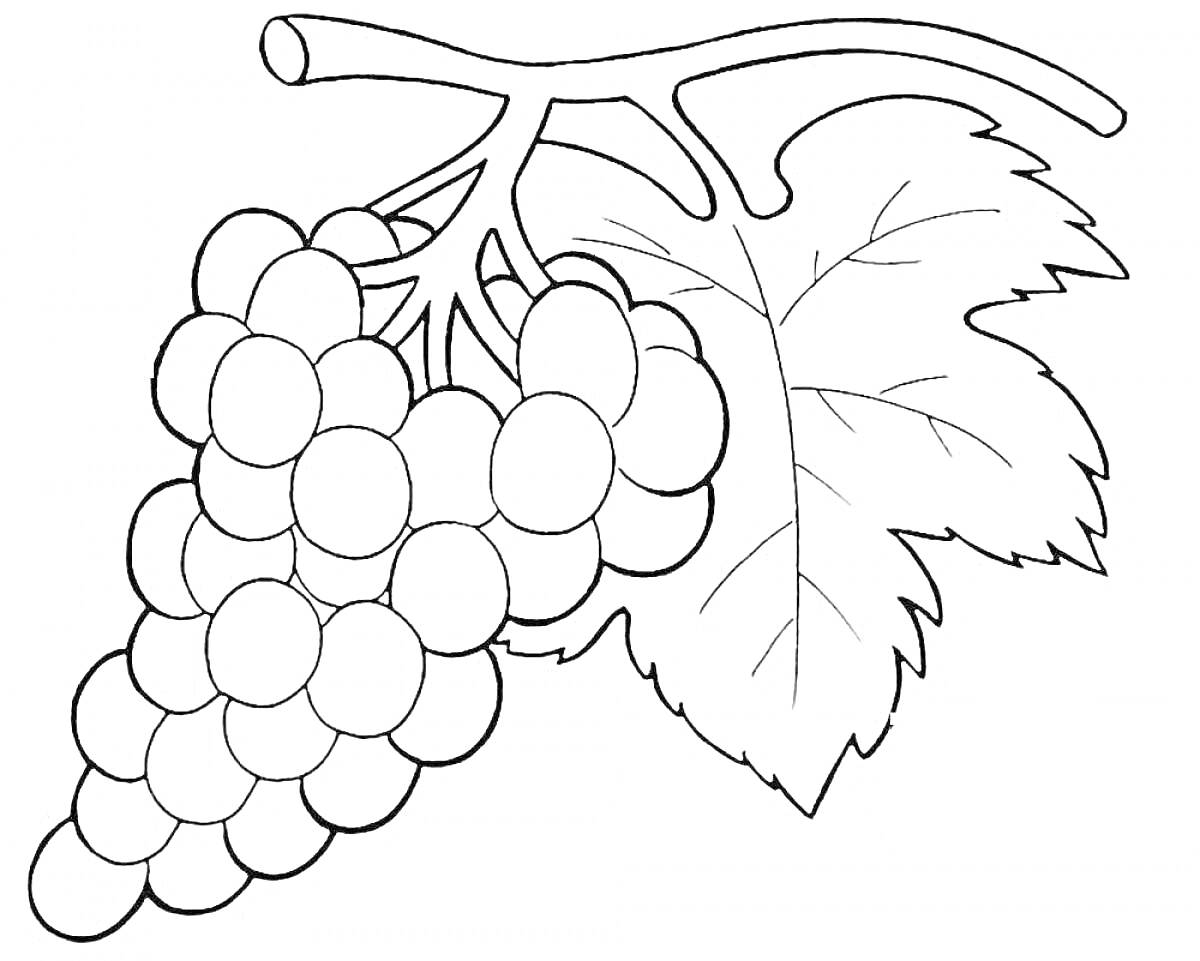 На раскраске изображено: Виноград, Ягоды, Листья, Гроздь