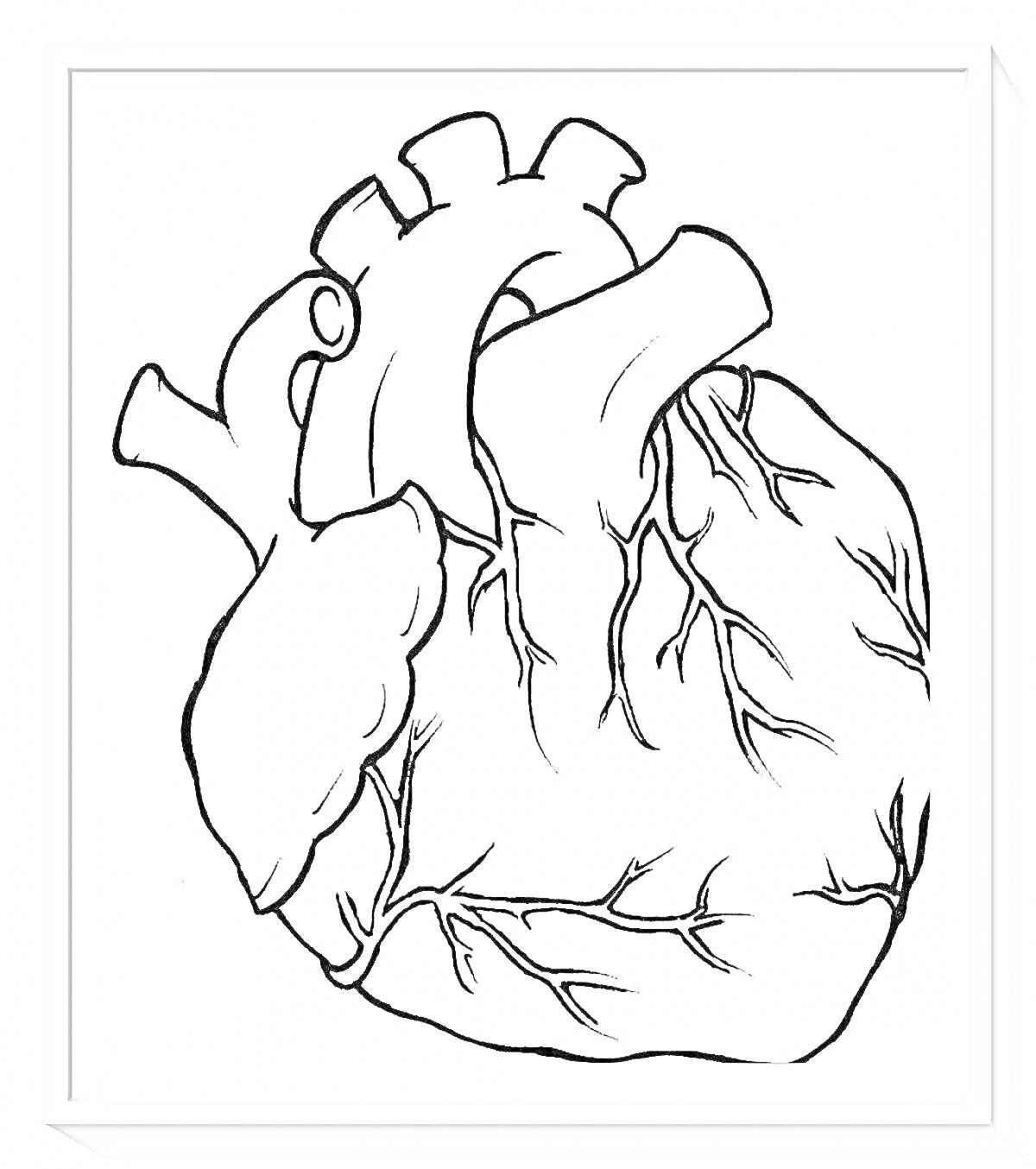 На раскраске изображено: Анатомия, Медицинская иллюстрация, Кровеносные сосуды, Биология