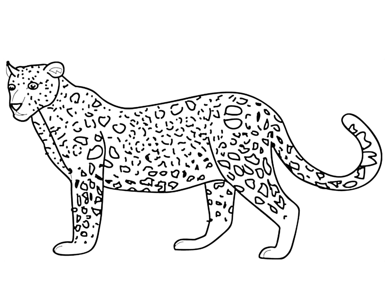 На раскраске изображено: Леопард, Животные, Дикая природа, Творчество, Для детей