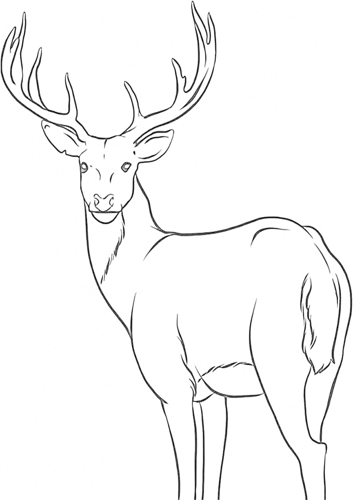 Раскраска Благородный олень с рогами на белом фоне