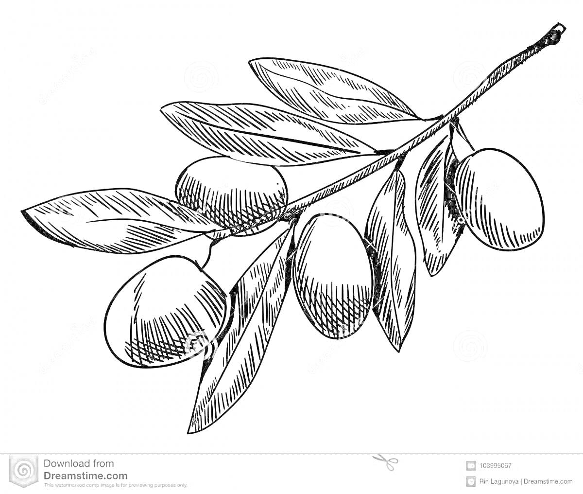 На раскраске изображено: Оливки, Листья, Природа