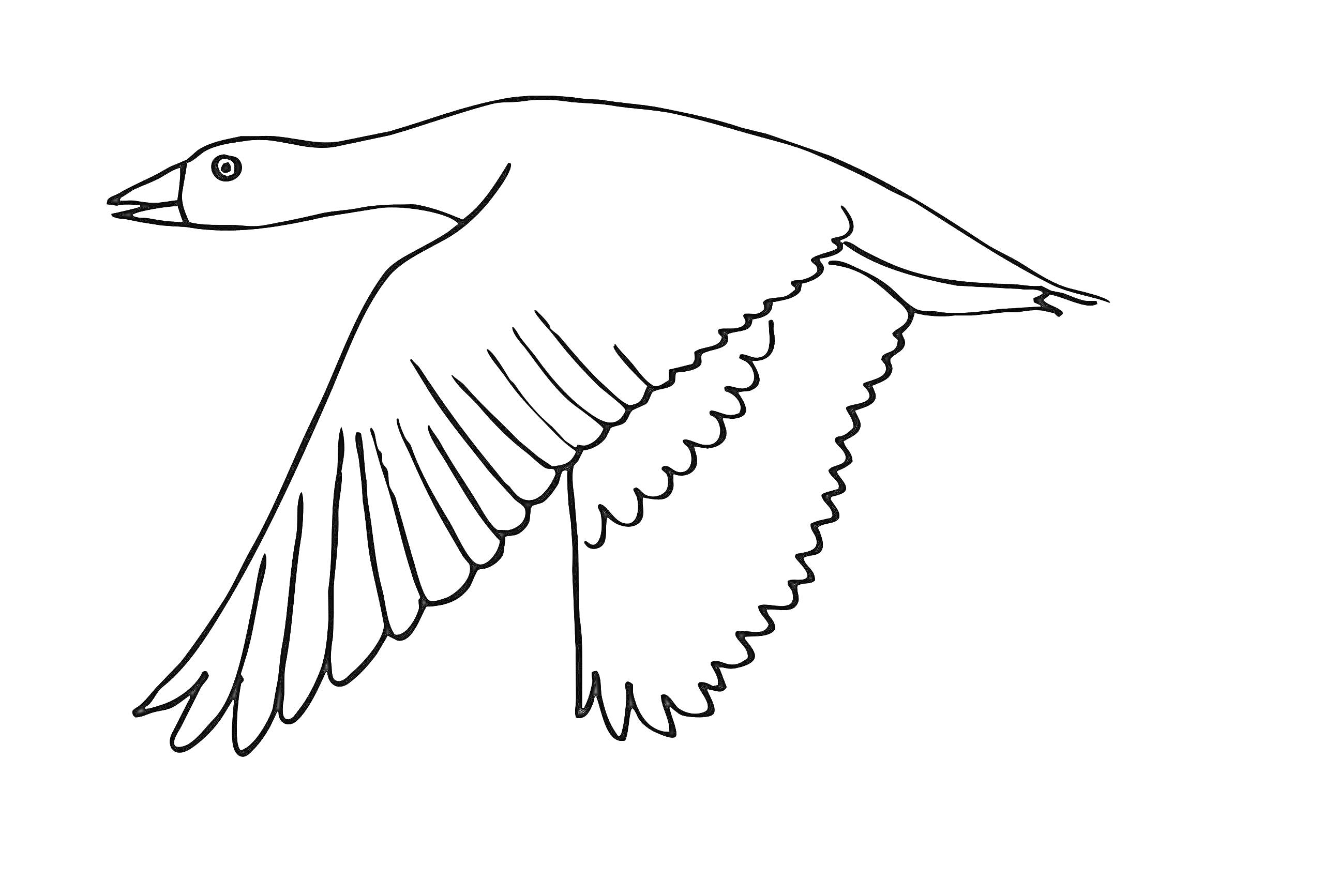 Раскраска Летящая птица с расправленными крыльями
