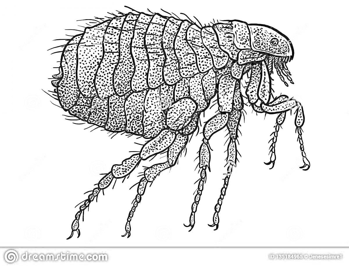 Раскраска Рисунок блошки с детализированными сегментами тела, ножками и усиками