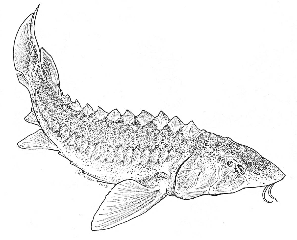 Раскраска Осётр, чёрно-белый рисунок рыбы с плавниками и шипами