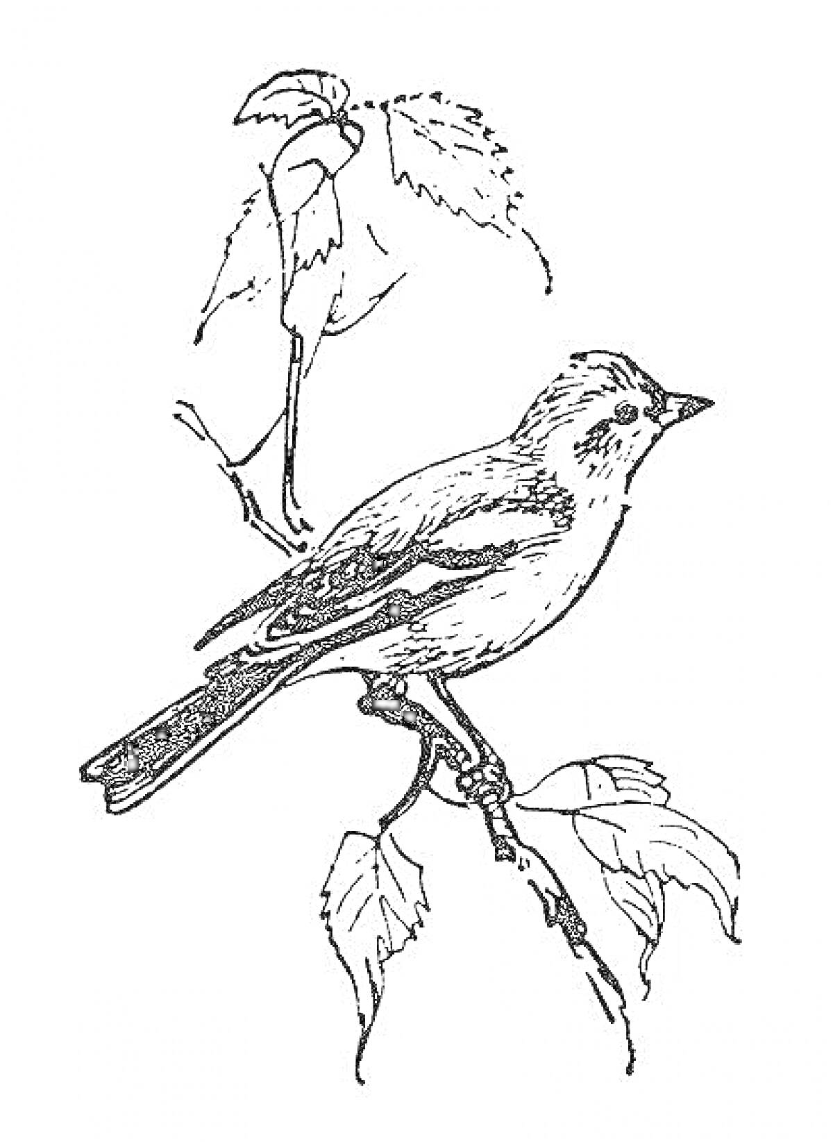 На раскраске изображено: Зяблик, Птица, Ветка, Листья, Природа