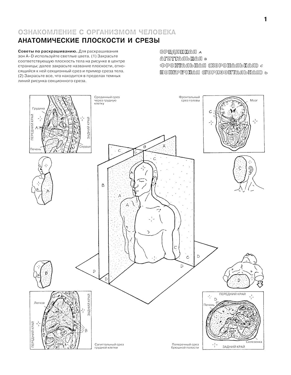 Раскраска Анатомические плоскости и срезы человека, вид спереди, боковой вид головы, вид головы сверху, поперечный срез головы, вид туловища со стороны позвоночника, поперечный срез туловища, продольный срез ноги