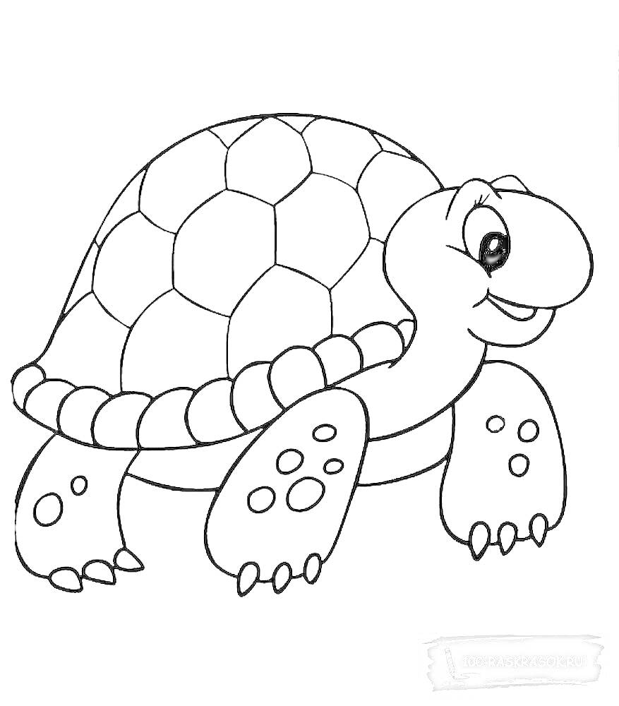 Раскраска Черепаха с узором на панцире и весёлыми лапками