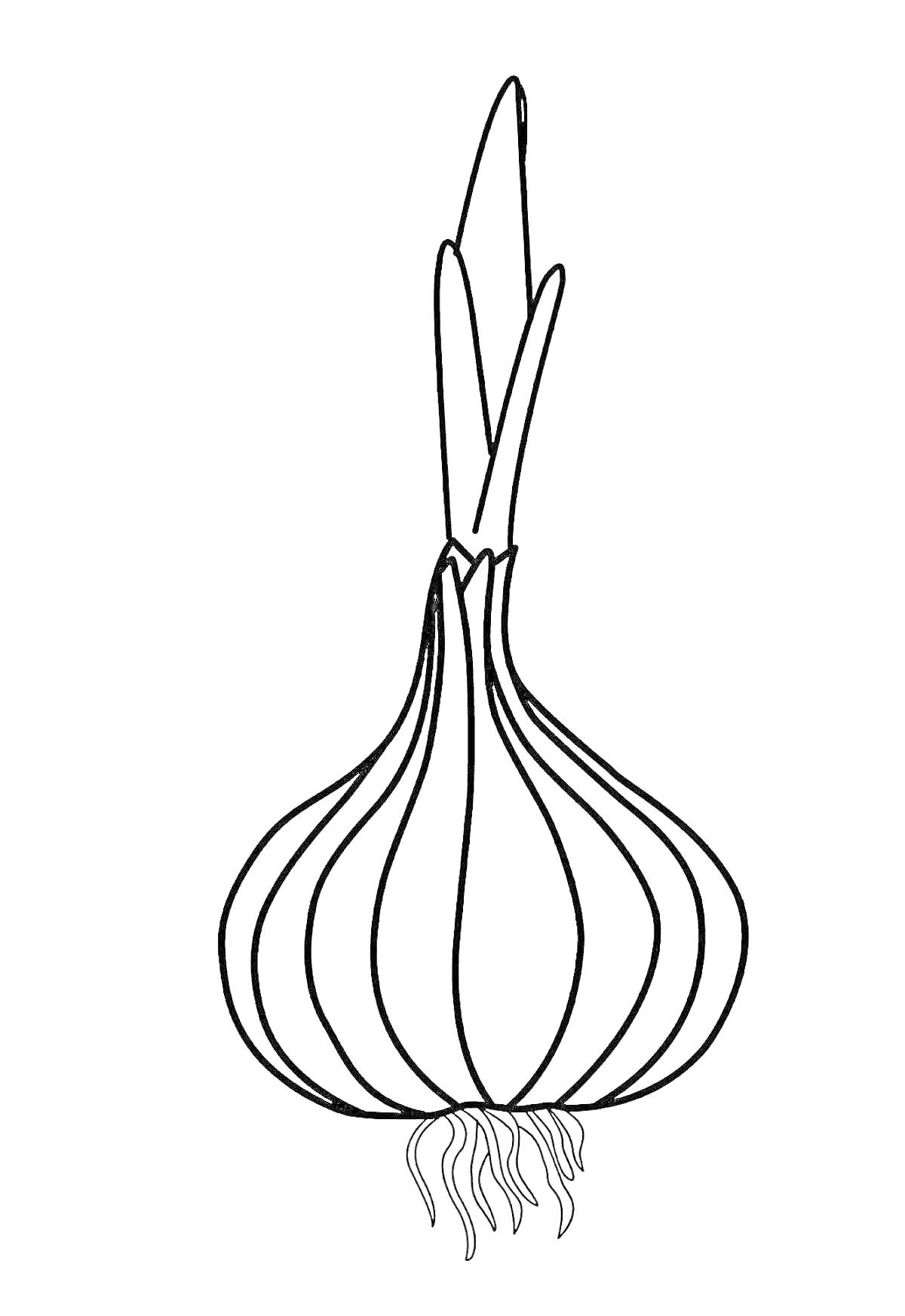 На раскраске изображено: Лук, Овощи, Кухня, Творчество, Обучение