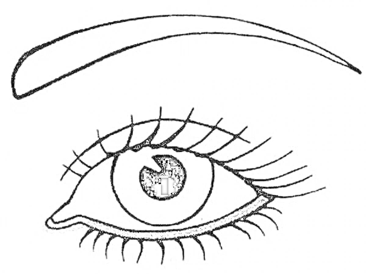 Раскраска Раскраска с бровью и глазом с длинными ресницами
