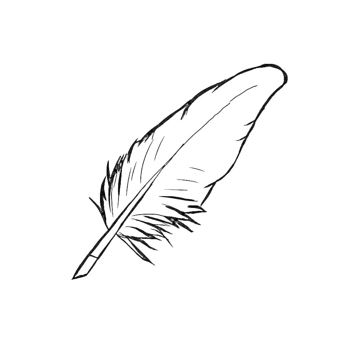 Раскраска Контурное изображение пера для раскрашивания
