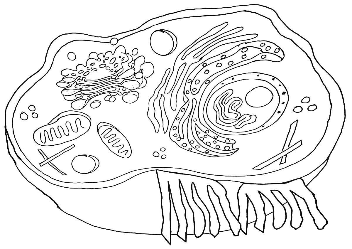 Раскраска - Строение клетки с элементами: ядро, эндоплазматическая сеть, рибосомы, митохондрии, лизосома, мембрана, аппарат Гольджи, цитоплазма, центриоли