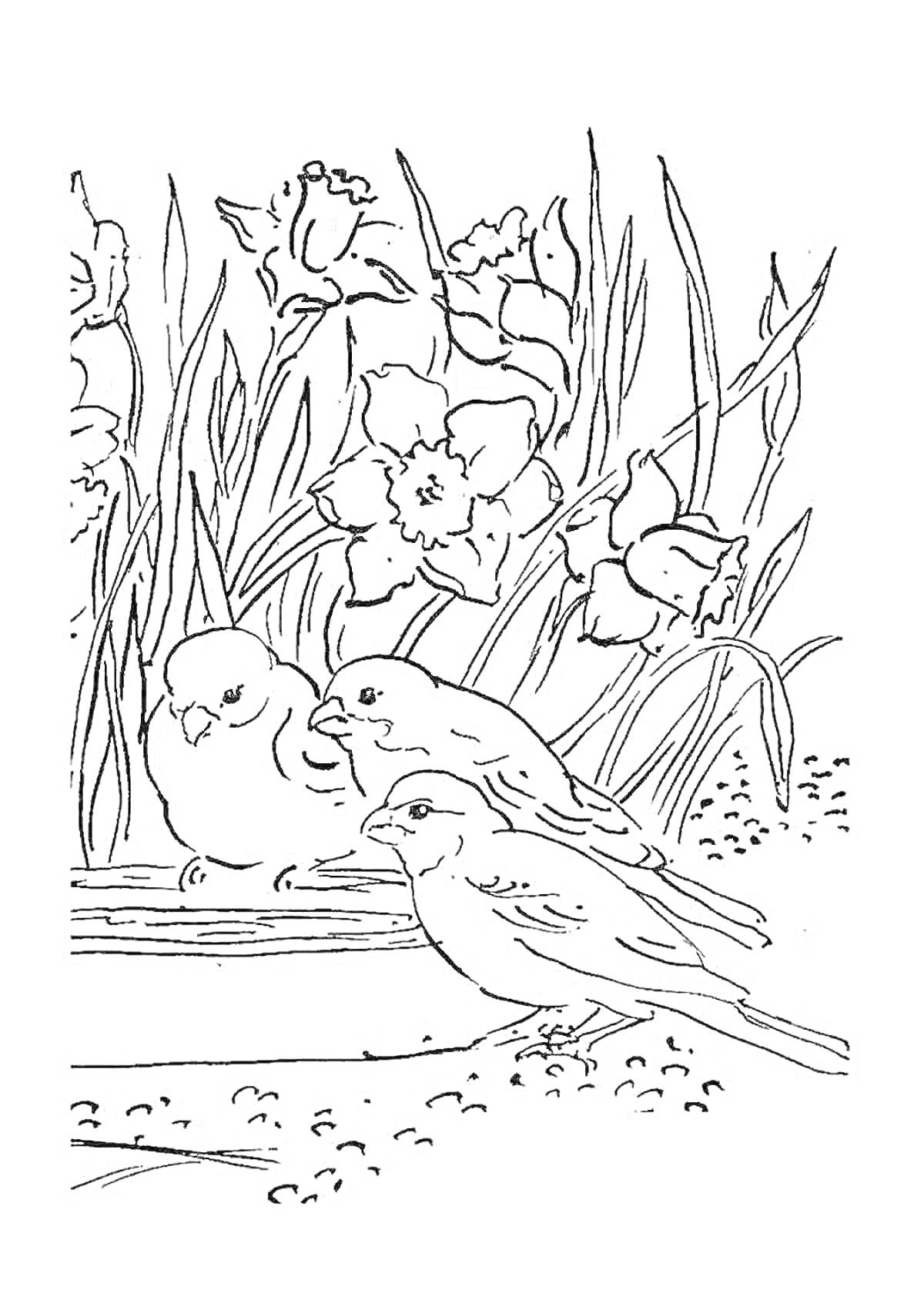 Раскраска Птицы и нарциссы возле пруда весной